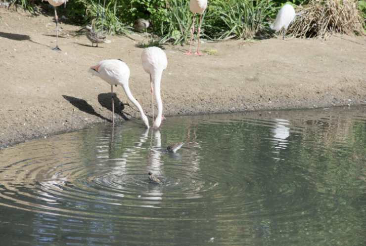 Zoo di Bristol